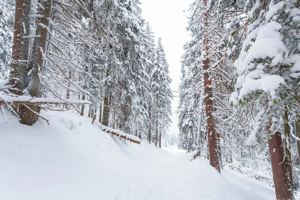 Forest, winter — Stock Photo, Image