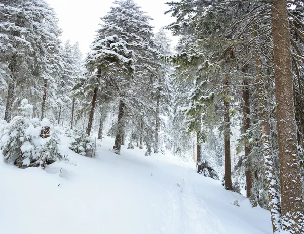 Winter, panorama, forest — Stock Photo, Image