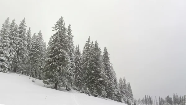 Zima, panorama, Las — Zdjęcie stockowe
