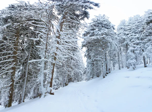 Winter, panorama, forest — Stock Photo, Image