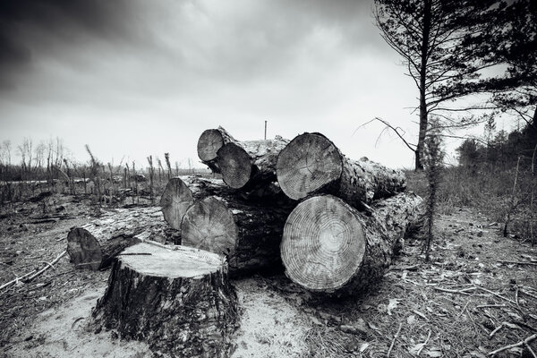 felled timber in the forest
