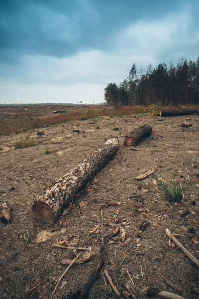 Bosbouw — Stockfoto