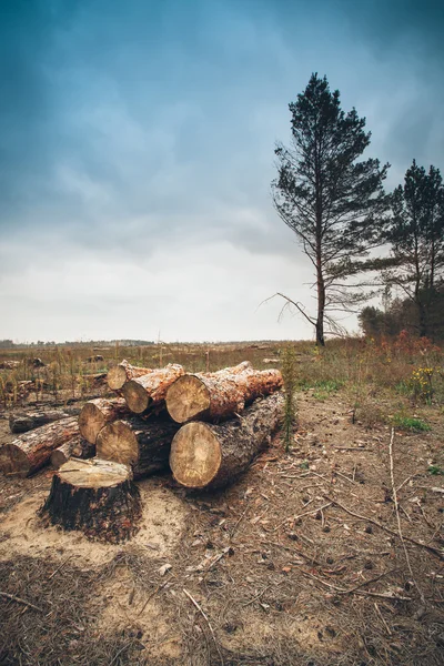 Old sawed logs — Stock Photo, Image