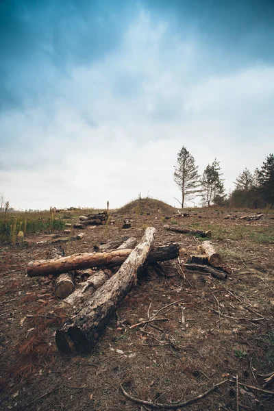 Old sawed logs — Stock Photo, Image