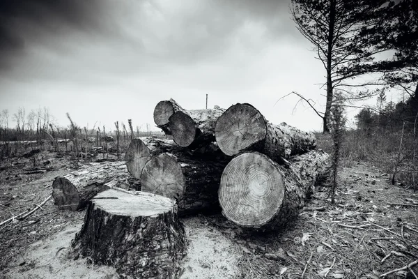 Drewna w lesie Zdjęcia Stockowe bez tantiem