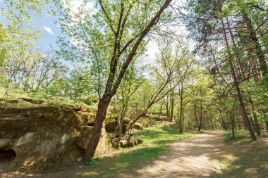 Güneşli bir günde bir Şehir Parkı