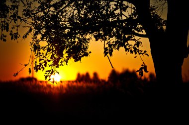 Yalnız ağaç günbatımı