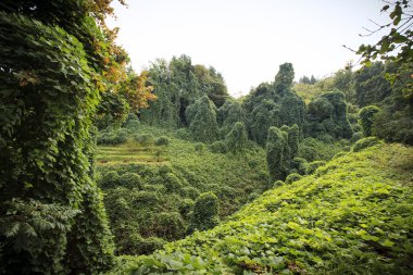 Batum Botanik Parkı