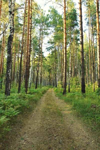 Nella foresta mista — Foto Stock