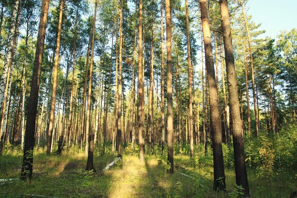 Στο μικτό δάσος — Φωτογραφία Αρχείου