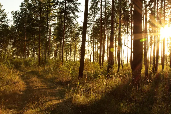 Схід сонця в осінньому лісі — стокове фото