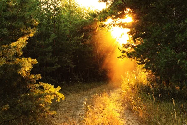 Coucher de soleil sur la route forestière — Photo