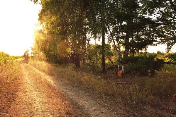 Orman yolu — Stok fotoğraf