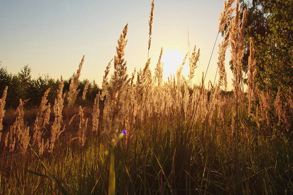 Espiguetas de erva ao pôr-do-sol — Fotografia de Stock