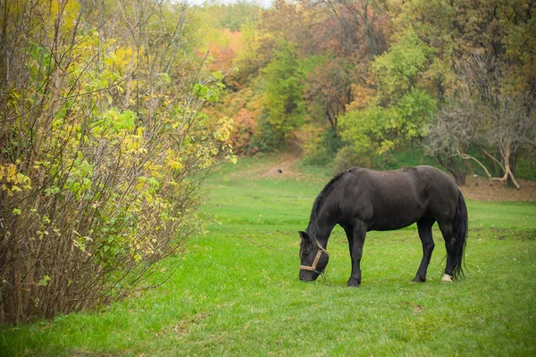 Ló az őszi parkban, köd — Stock Fotó
