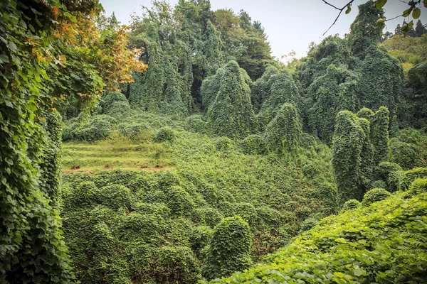 巴统植物园 — 图库照片