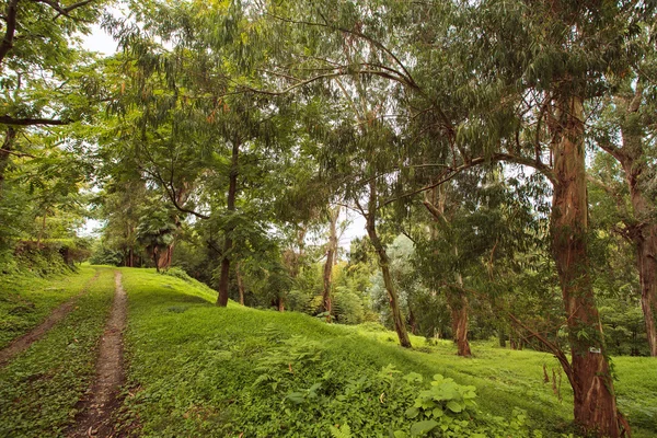 Foresta pluviale — Foto Stock