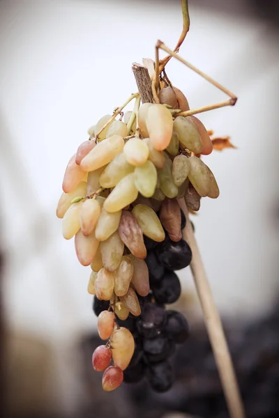 Cacho de uvas — Fotografia de Stock