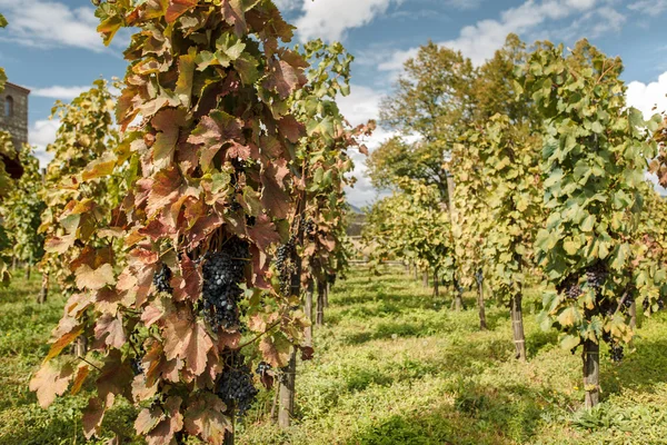 Alazani vallei — Stockfoto