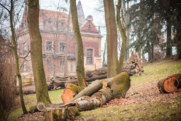 Pokácených stromů v parku — Stock fotografie