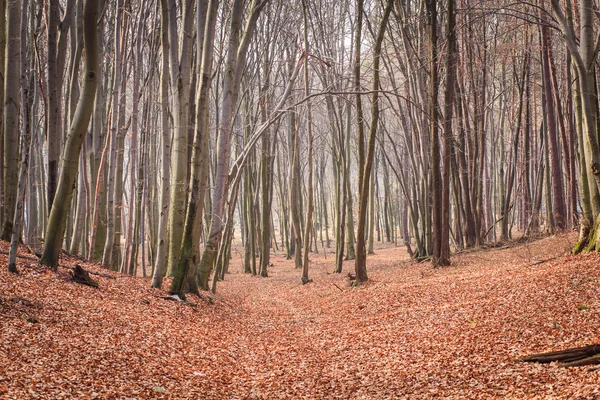 Feuilles dans le parc — Photo