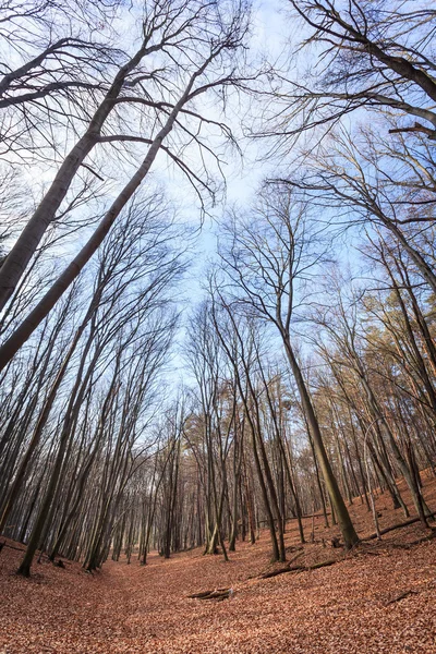 Leaves in the park — Stock Photo, Image