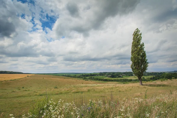 Árvore em um campo — Fotografia de Stock