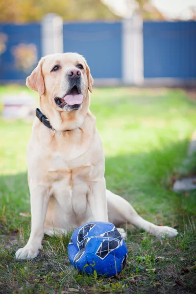 Labrador játék labda — Stock Fotó