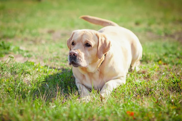 Labrador sobre hierba — Foto de Stock