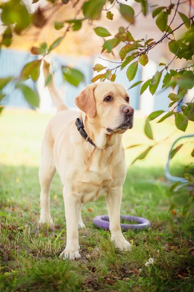 Labrador, a fű — Stock Fotó