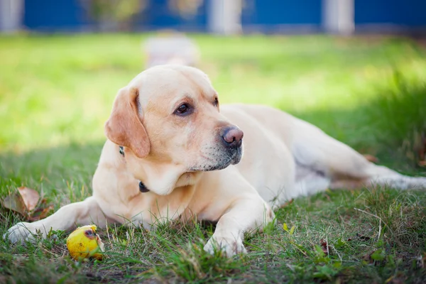 Labrador und Ball — Stockfoto