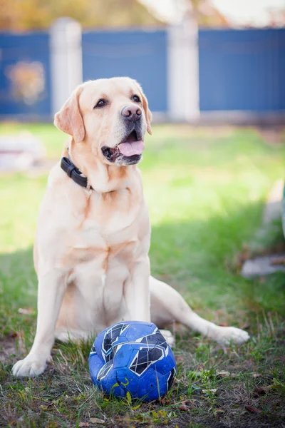 Labrador och bollen — Stockfoto