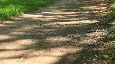 Bir bisikletçi orman gezintisi