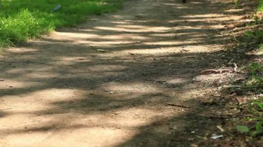 Bir bisikletçi orman gezintisi