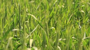 Genç yeşil buğday alanı