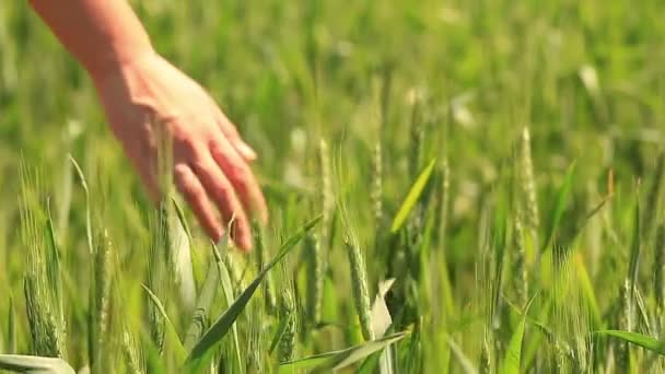 Campo de trigo verde joven — Vídeo de stock