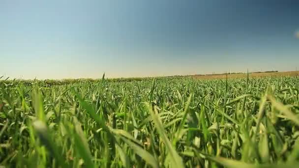 Wheat field — Stock Video