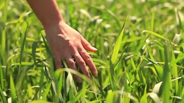 Campo de trigo verde jovem — Vídeo de Stock