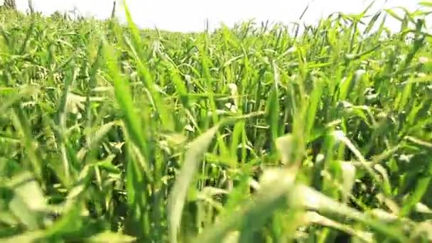 Wheat field — Stock Video