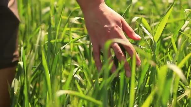緑手小麦 — ストック動画