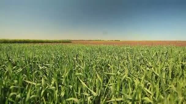 Зелені вуха пшениці літня спека — стокове відео