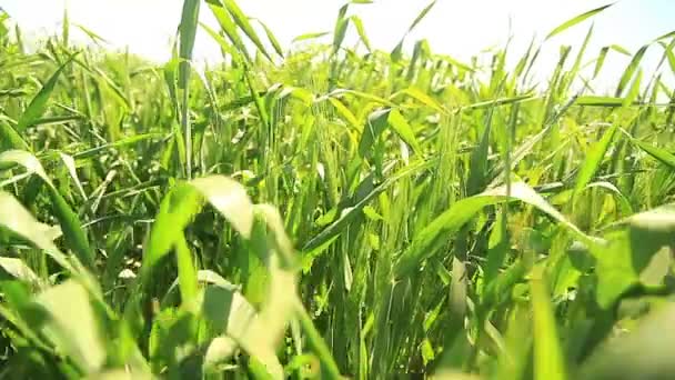 Campo de trigo paisagem campo movimento — Vídeo de Stock