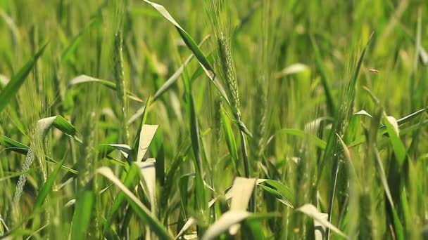 Campo de trigo verde jovem — Vídeo de Stock