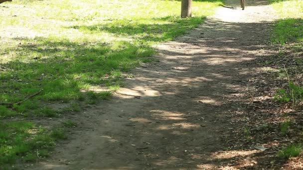 Ciclismo, viaje por carretera — Vídeos de Stock