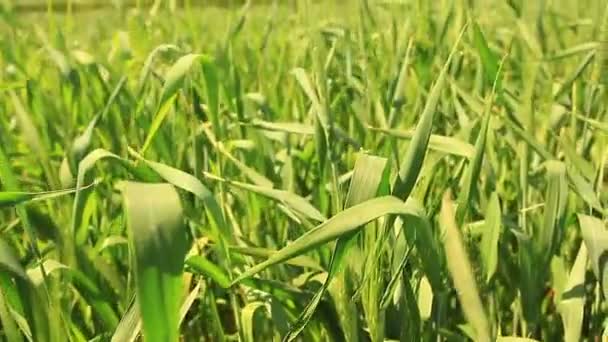 épis verts de blé chaleur d'été 