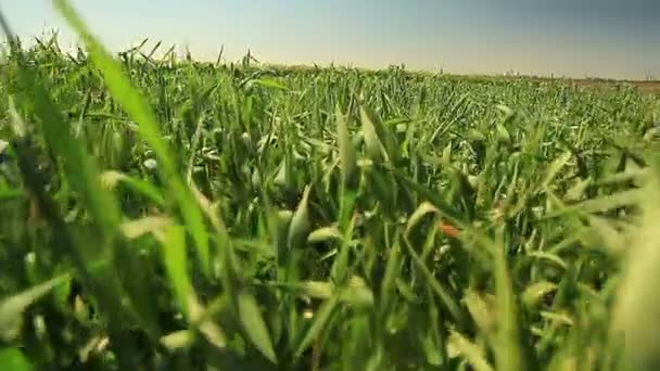 Grüne Ähren des Weizens Sommerhitze — Stockvideo