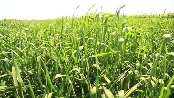 Buğday alan peyzaj alanı hareket — Stok video