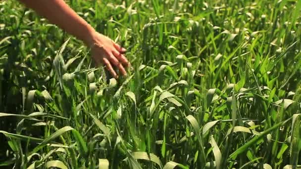 Trigo verde mano — Vídeos de Stock