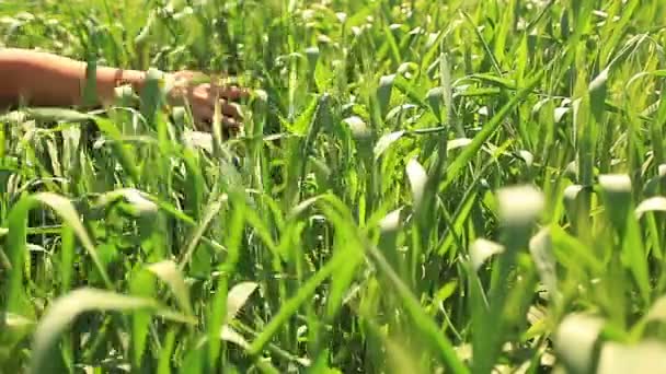 Ruku v pšenici — Stock video