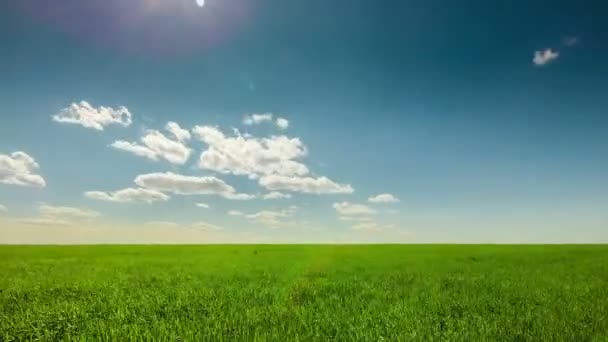 Campo verde, nubes, cielo azul, soleado — Vídeo de stock